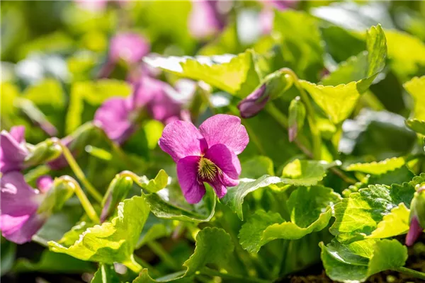 Garten-Pfingst-Veilchen 'Rubra'