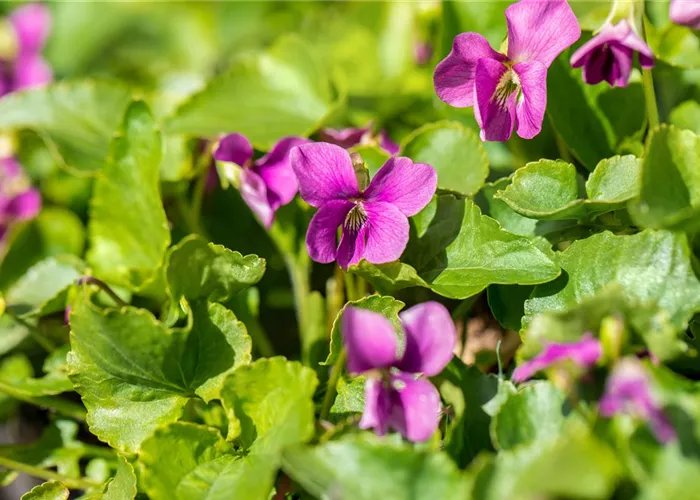 Viola sororia 'Rubra'