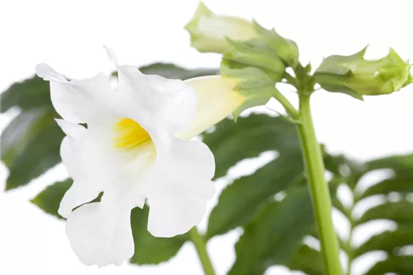 Staudengloxinie 'Snowtop'