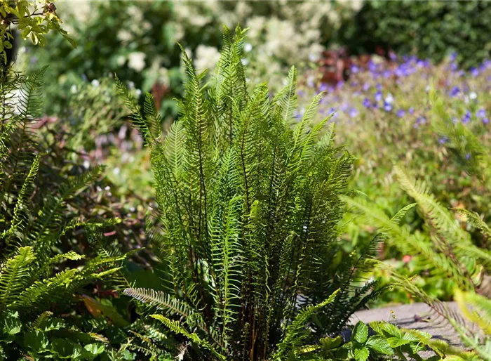 Gewöhnlicher Rippenfarn