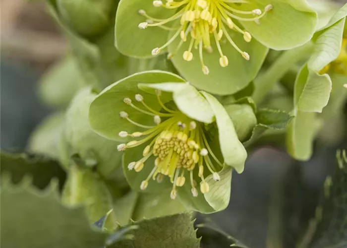 Helleborus argutifolius
