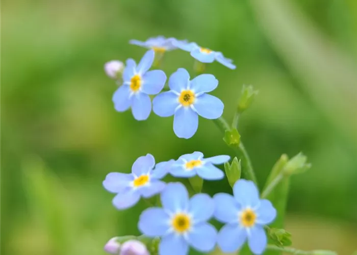 Myosotis scorpioides (palustris)