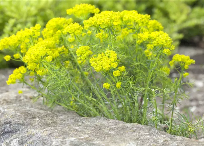 Euphorbia cyparissias