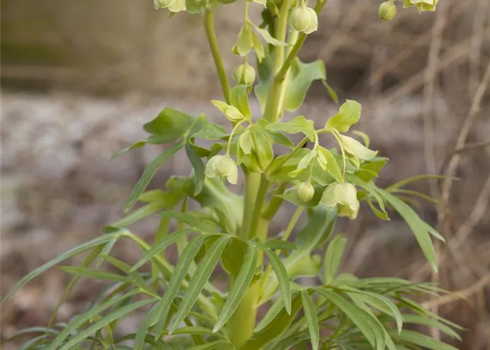 Helleborus foetidus 'Wester Flisk'