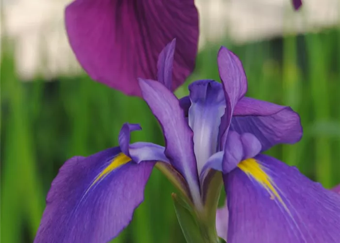 Iris ensata