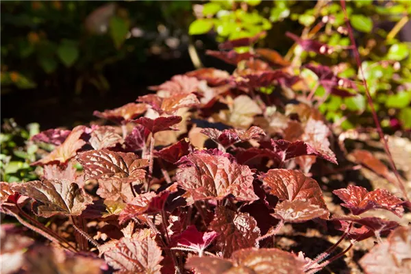 Garten-Purpurglöckchen 'Cherry Cola'®