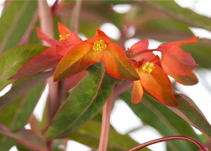 Euphorbia griffithii 'Fireglow'