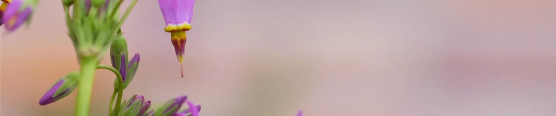 Götterblume - Einpflanzen im Garten (Thumbnail)