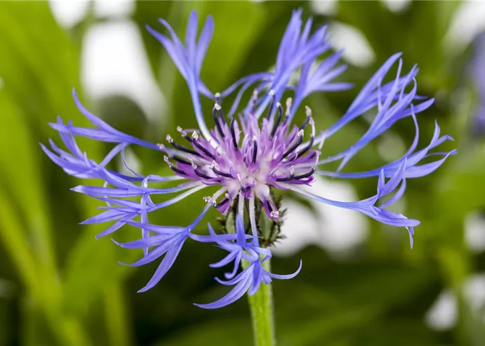 Centaurea montana 'Grandiflora'