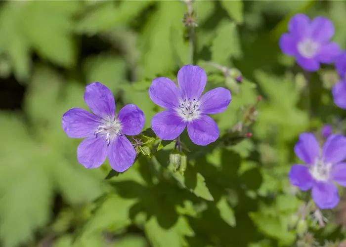 Geranium sylvaticum 'Mayflower'