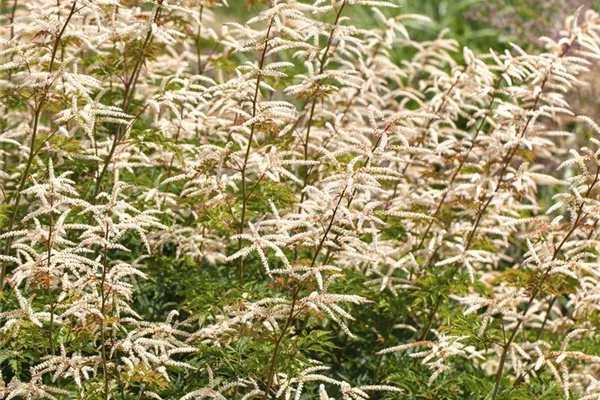 Hoher Garten-Geißbart 'Zweiweltenkind'
