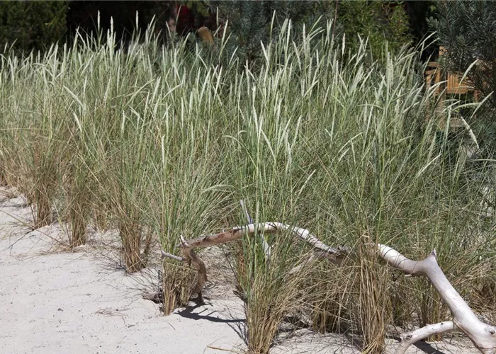 Ammophila arenaria