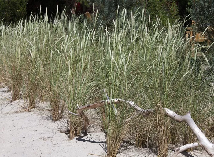 Gewöhnlicher Strandhafer