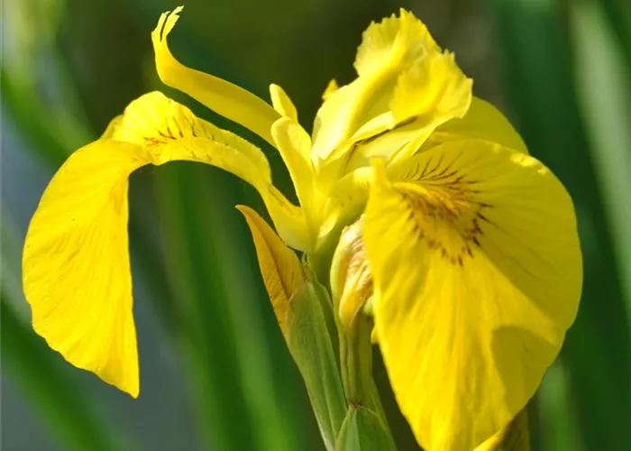 Iris pseudacorus 'Double'