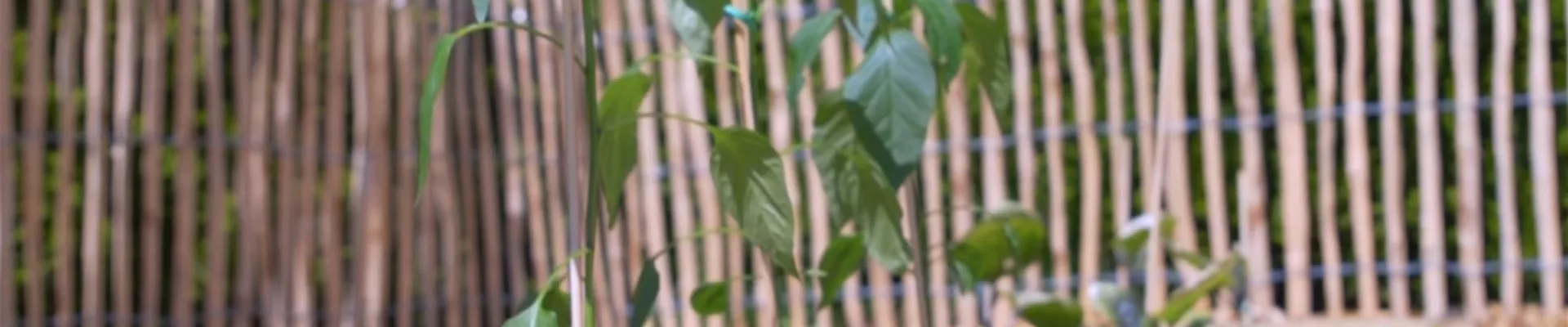 Gemüsepaprika - Einpflanzen im Gemüsebeet (Thumbnail)