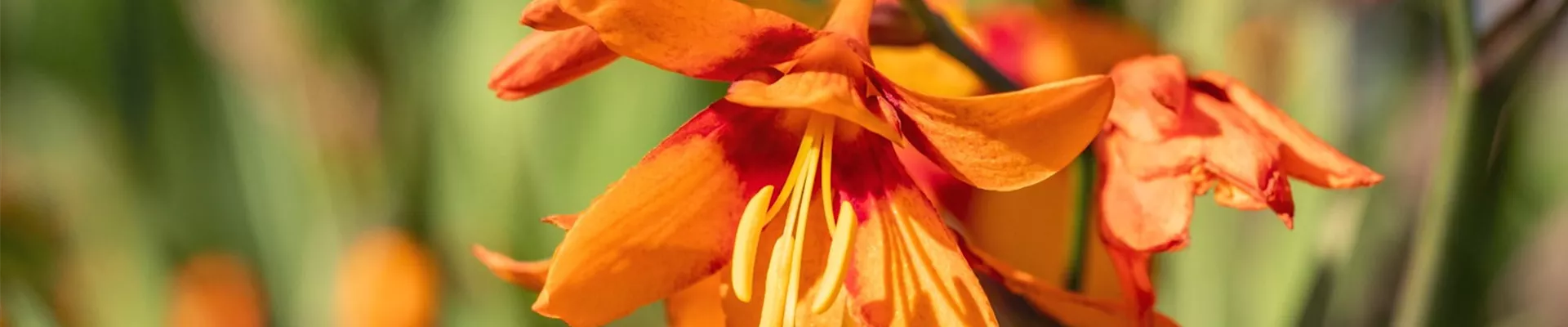 Montbretie - Einpflanzen im Garten (Thumbnail)