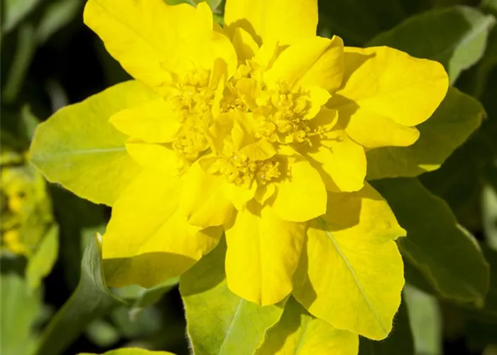Euphorbia epithymoides (polychroma)