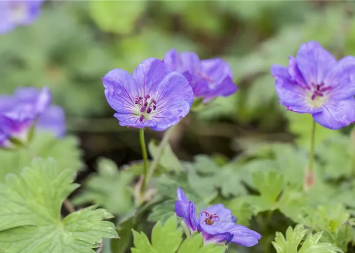 Geranium wallichianum 'Rozanne' -R-