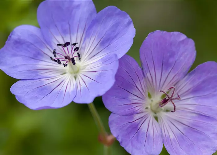 Geranium wallichianum 'Rozanne' -R-