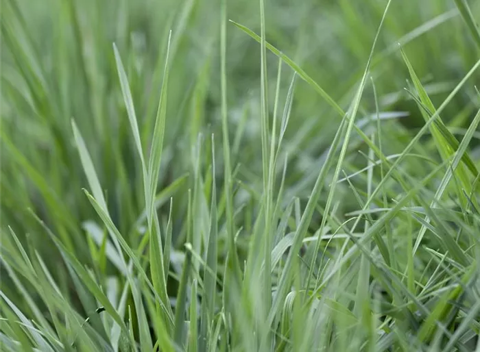 Gewöhnliches Zittergras