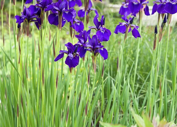 Iris sibirica 'Mountain Lake'