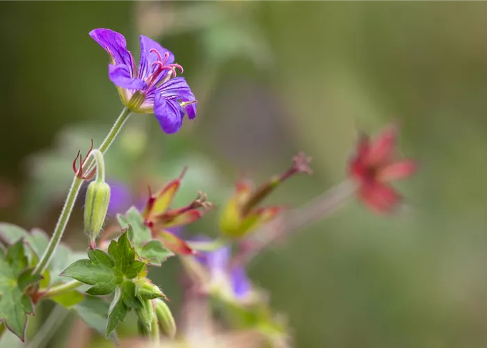 Geranium wlassovianum