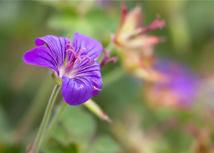 Geranium wlassovianum
