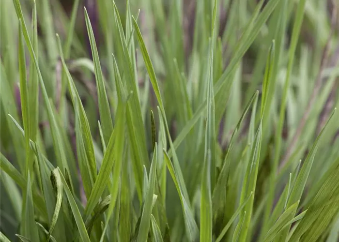 Briza media 'Limouzi'