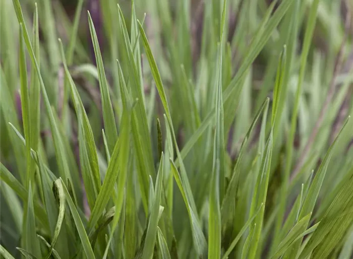 Garten-Zittergras 'Limouzi'