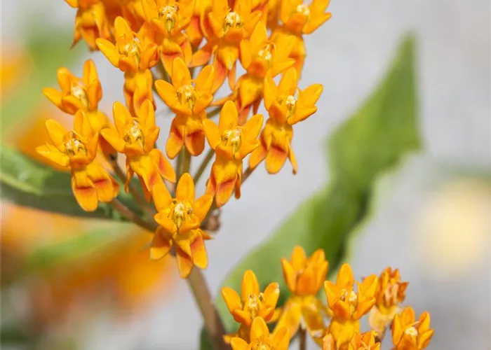 Asclepias tuberosa