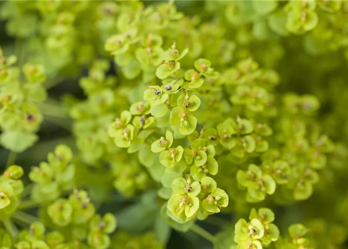 Euphorbia seguieriana ssp.niciciana