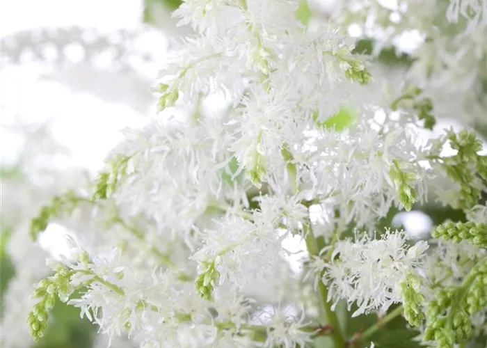 Astilbe x arendsii 'Brautschleier'