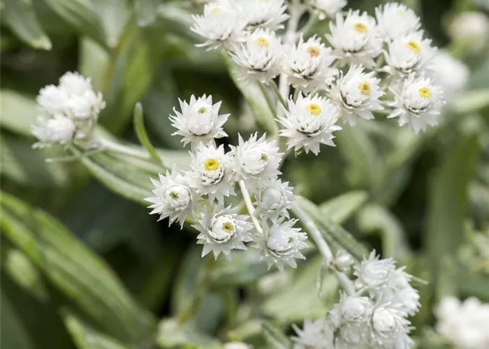 Anaphalis triplinervis