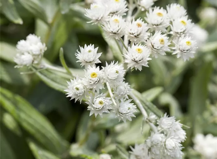 Himalaya-Perlkörbchen