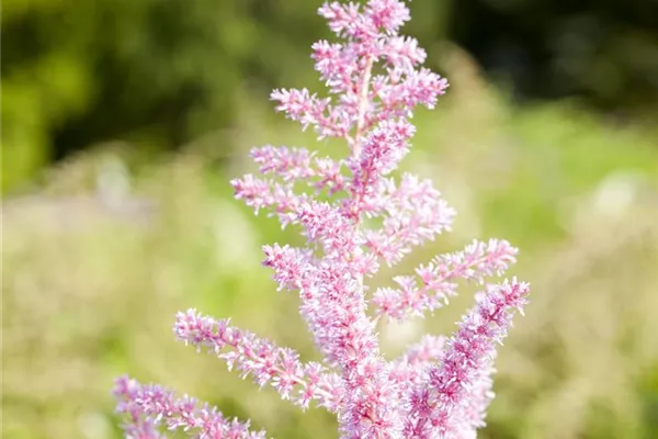 Arends Garten-Prachtspiere 'Bressingham Beauty'