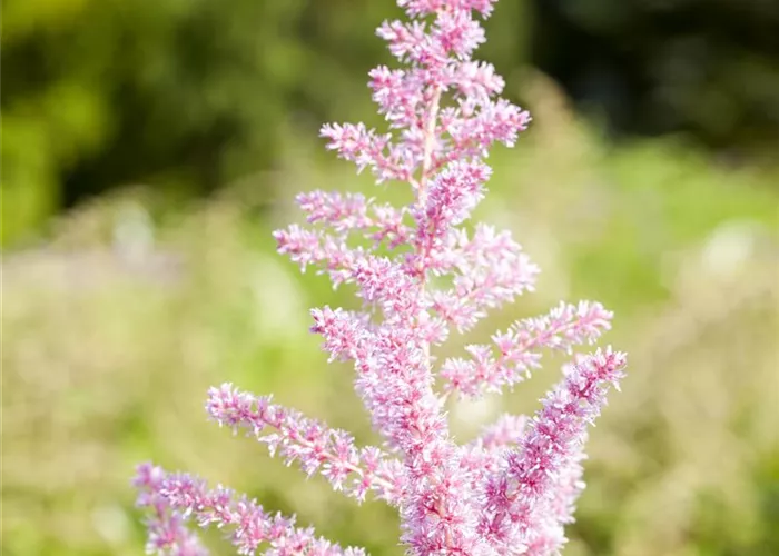 Astilbe x arendsii 'Cattleya'