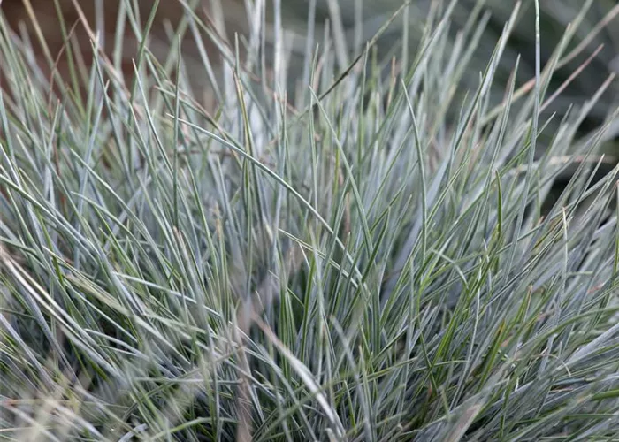 Festuca cinerea