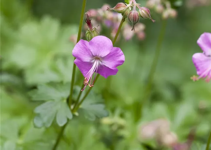 Geranium x cantabrigiense 'Cambridge'
