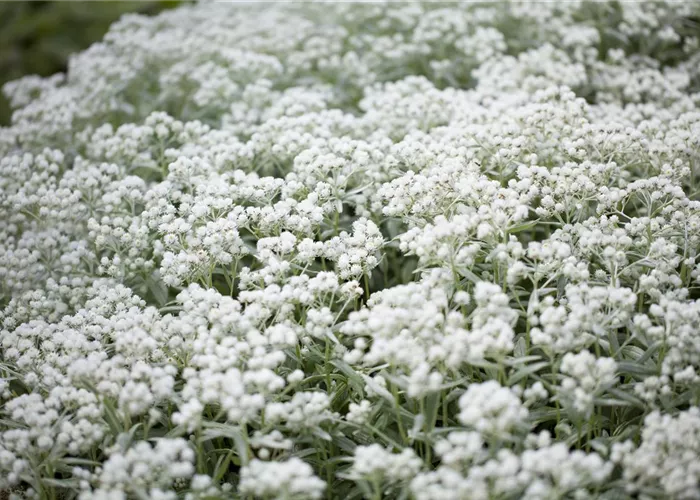 Anaphalis triplinervis 'Silberregen'