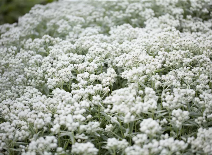 Garten-Perlkörbchen 'Silberregen'