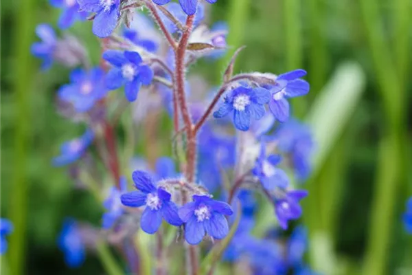 Große Garten-Ochsenzunge 'Loddon Royalist'