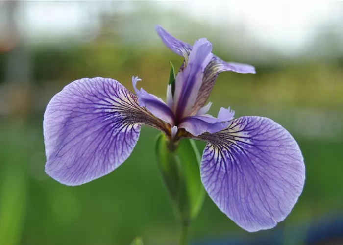 Iris sibirica 'Perry's Blue'