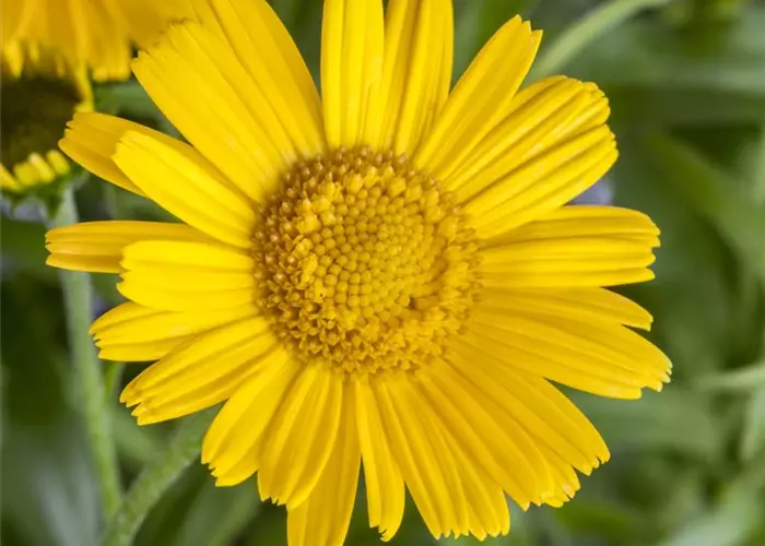 Buphthalmum salicifolium 'Alpengold'