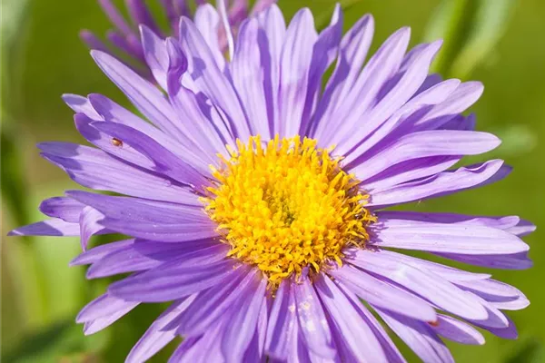 Alpen-Aster
