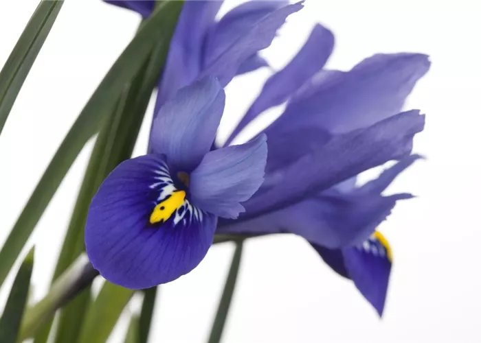 Iris versicolor