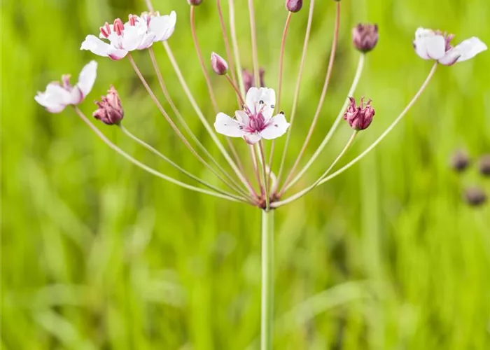 Butomus umbellatus