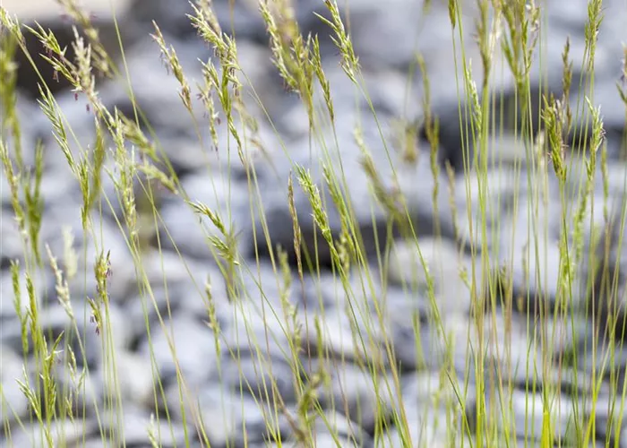 Festuca mairei