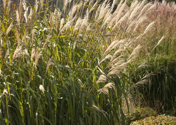 Miscanthus sinensis 'Adagio'