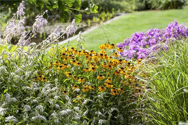 Garten-Sonnenbraut 'Kokarde'