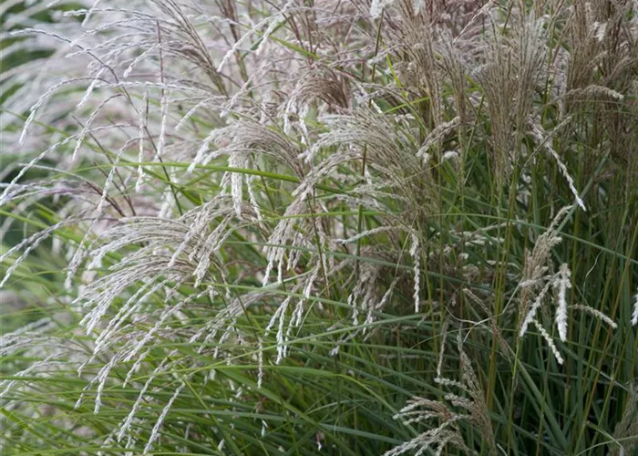 Miscanthus sinensis 'Federweißer'